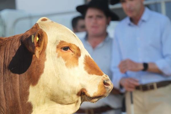 Cabanhas gaúchas e catarinenses se alternam em julgamento das raças Hereford e Braford
