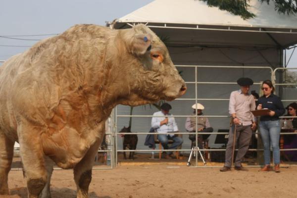 Charolês entra em pista na 1ª Fenagen e elege melhores exemplares da raça na Feira