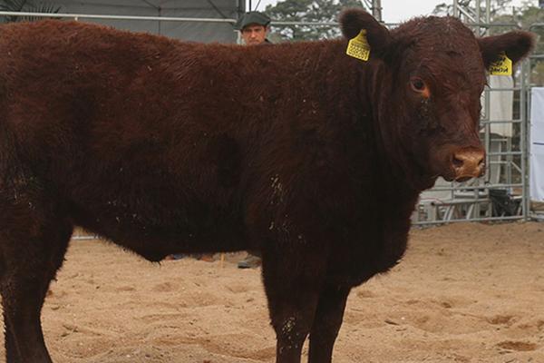 Raças Devon e Bravon definem campeões da 1ª Fenagen