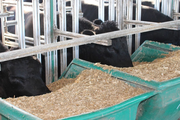 Publicadas novas DEPs de eficiência alimentar para touros Angus