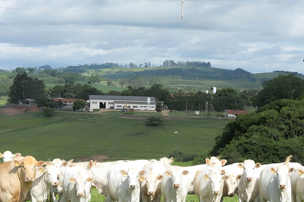 Registro de rebanhos pela ANC cresce mais de 40% em 2024