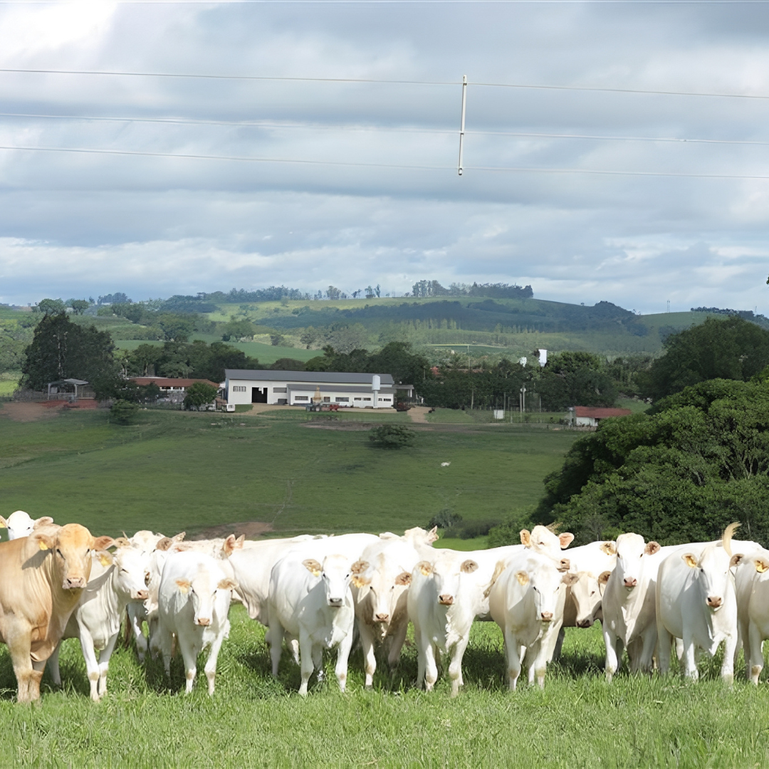 Registro de rebanhos pela ANC cresce mais de 40% em 2024 - Imagem
