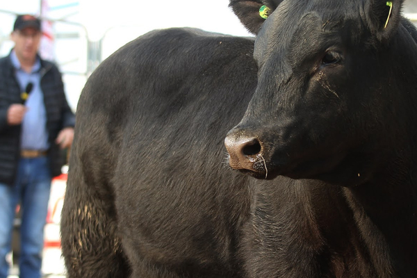 Programação da 2ª Fenagen Promebo vai contar com palestras e julgamento de animais