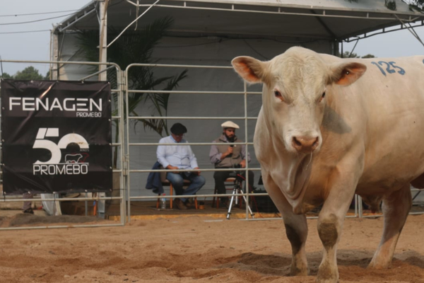 Fenagen Promebo registra 40% de aumento no número de inscrições