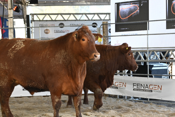Fenagen Promebo abre com foco em seleção genética e futuro da carne gaúcha