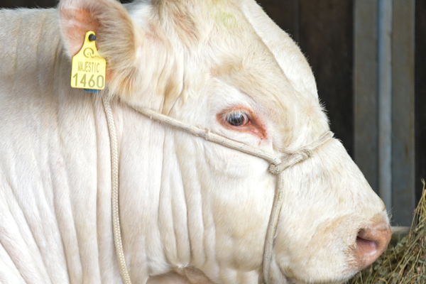 ANC tem expectativa positiva para inscrições de animais na 48ª Expointer
