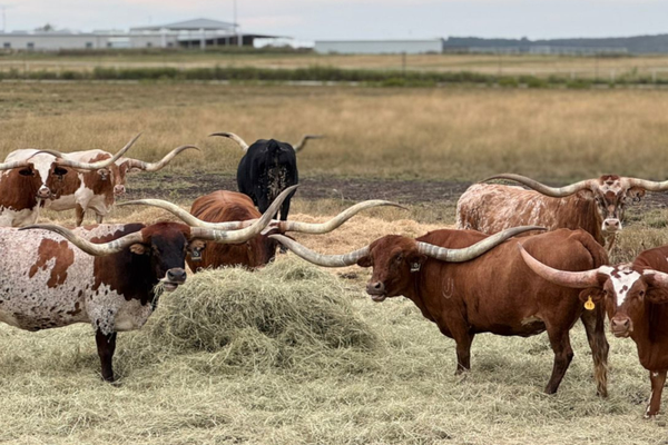 Texas Longhorn registra crescimento de 360% e consolida expansão no Brasil