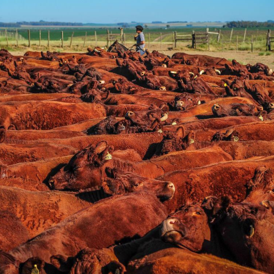 ANC supera 100 mil registros em 2025 e avança 65% em um ano - Imagem