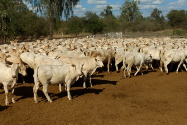 Cruzamento de raças leiteiras com Canchim ganha selo para identificação no mercado
