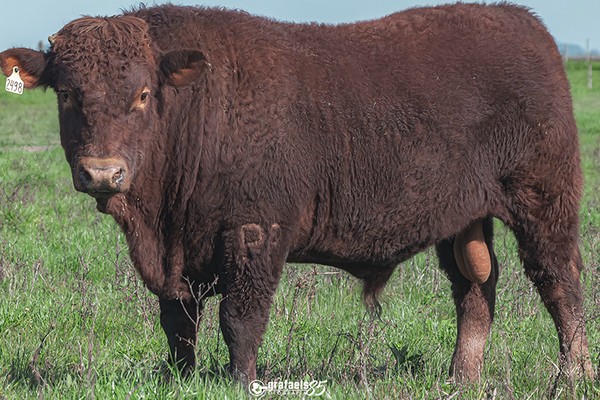 Cabanhas Palmeira, CBR Genética Bovina e Santa Alice são premiadas na Devon