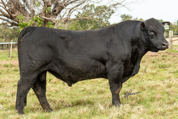 Tólio’s Farm e RPK Genética conquistam prêmios nacionais na Angus