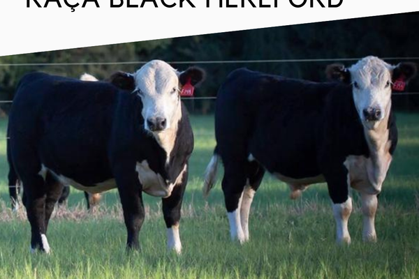 Raça Black Hereford