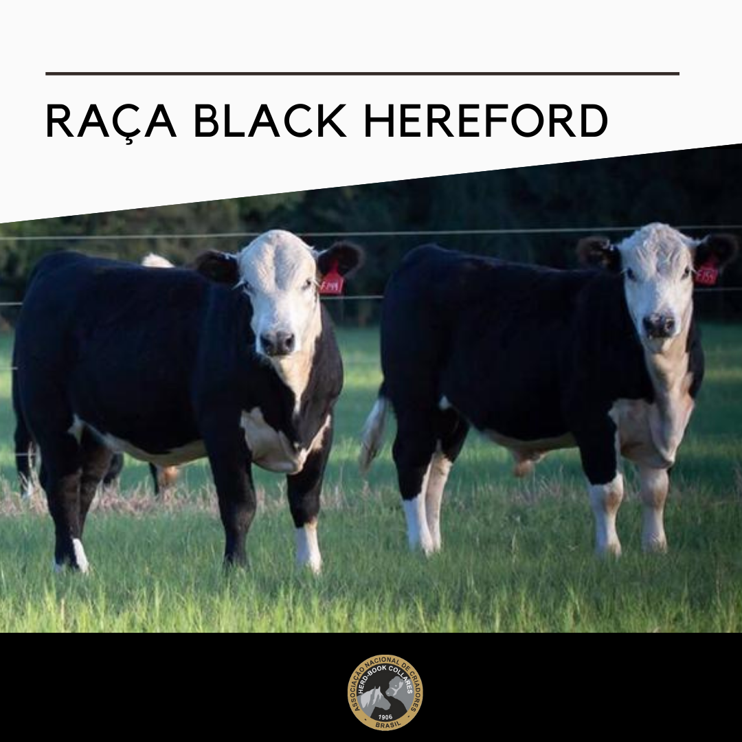 Raça Black Hereford - Imagem
