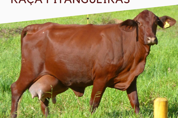 Raça Pitangueiras