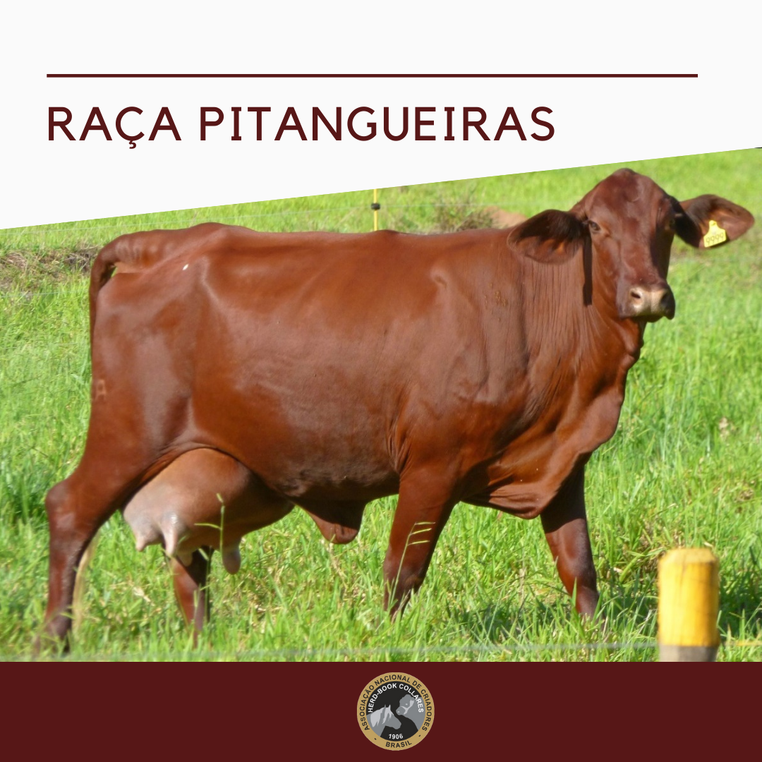 Raça Pitangueiras - Imagem