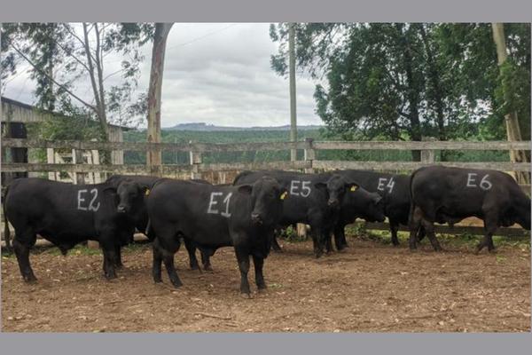 Usuários do Promebo se destacam em prova de eficiência alimentar da Brangus