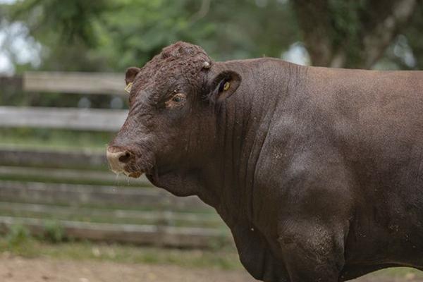 Destaques no Teste de Eficiência Alimentar da Devon são usuários do Promebo
