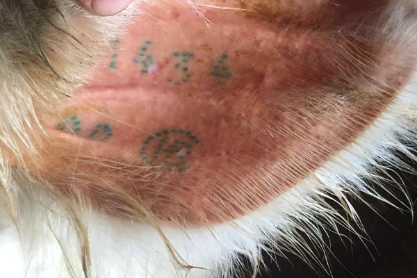 ANC altera regras para uso do selo HBC em prol do bem-estar animal