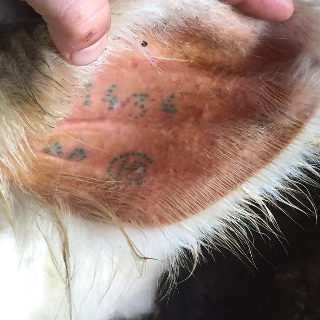 ANC altera regras para uso do selo HBC em prol do bem-estar animal - Imagem