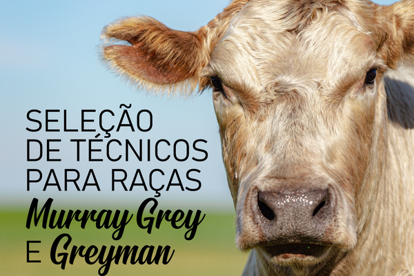 ANC seleciona inspetores para raças Murray Grey e Greyman